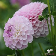 Megan Dean Dahlia Tuber
