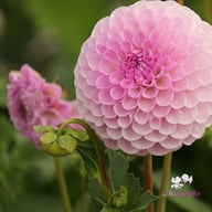 Megan Dean Dahlia Tuber
