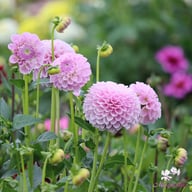 Megan Dean Dahlia Tuber