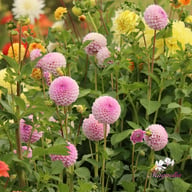 Megan Dean Dahlia Tuber