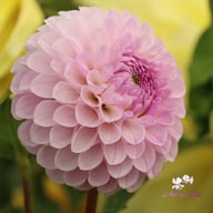 Megan Dean Dahlia Tuber