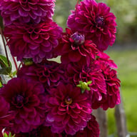 Melchior Dahlia Knöl