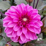 Melissa Anna Marijke Dahlia Tuber