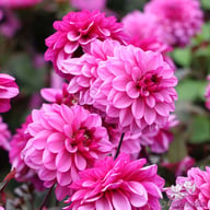 Melissa Anna Marijke Dahlia Tuber