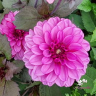 Melissa Anna Marijke Dahlia Tuber