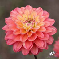 Melody Allegro Dahlia Knöl