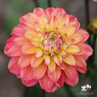 Melody Allegro Dahlia Knöl