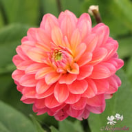Melody Allegro Dahlia Knöl