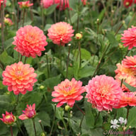 Melody Allegro Dahlia Knöl