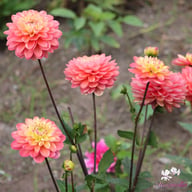 Melody Allegro Dahlia Knöl