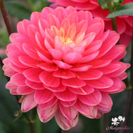 Melody Allegro Rose Dahlia Tuber