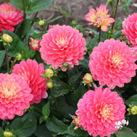 Melody Allegro Rose Dahlia Tuber