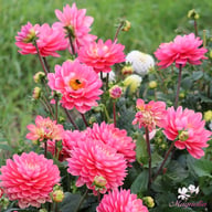 Melody Allegro Rose Dahlia Tuber