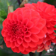 Melody Bolero Dahlia Knöl