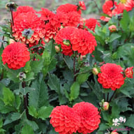 Melody Bolero Dahlia Knöl