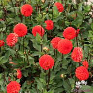 Melody Bolero Dahlia Knöl