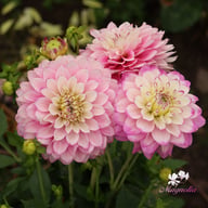 Melody Dixie Dahlia Knöl