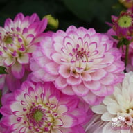 Melody Dixie Dahlia Knöl