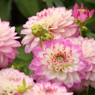 Melody Dixie Dahlia Tuber