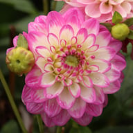 Melody Dixie Dahlia Tuber