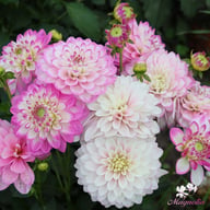 Melody Dixie Dahlia Knöl