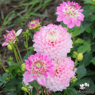 Melody Dixie Dahlia Knöl