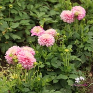 Melody Dixie Dahlia Knöl