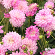 Melody Dixie Dahlia Knöl