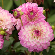 Melody Dixie Dahlia Tuber