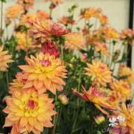 Melody Dora Dahlia Knöl
