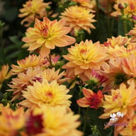 Melody Dora Dahlia Knöl