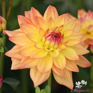 Melody Dora Dahlia Knöl