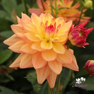 Melody Dora Dahlia Knöl