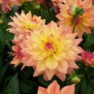Melody Dora Dahlia Knöl