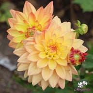Melody Dora Dahlia Knöl
