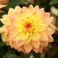 Melody Dora Dahlia Tuber