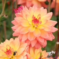 Melody Dora Dahlia Knöl
