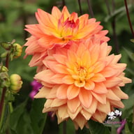 Melody Dora Dahlia Knöl