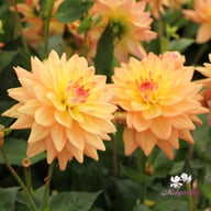 Melody Dora Dahlia Knöl
