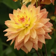 Melody Dora Dahlia Tuber
