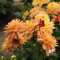 Melody Dora Dahlia Knöl