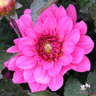 Melody Fanfare Dahlia Knöl
