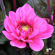 Melody Fanfare Dahlia Knöl