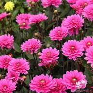 Melody Fanfare Dahlia Knöl