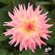 Melody Gipsy Dahlia Tuber