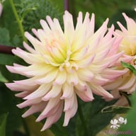 Melody Gipsy Dahlia Tuber