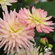 Melody Gipsy Dahlia Tuber