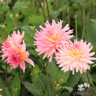 Melody Gipsy Dahlia Tuber