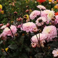 Melody Harmony Dahlia Tuber