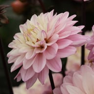 Melody Harmony Dahlia Tuber